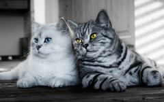 Desktop wallpaper. Cats. ID:50215
