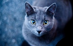Desktop wallpaper. Cats. ID:50226