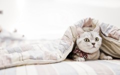 Desktop wallpaper. Cats. ID:50252