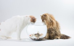 Desktop wallpaper. Cats. ID:50288