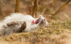 Desktop wallpaper. Cats. ID:50333