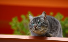 Desktop wallpaper. Cats. ID:50336