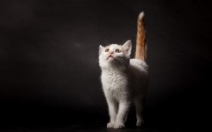 Desktop wallpaper. Cats. ID:50359