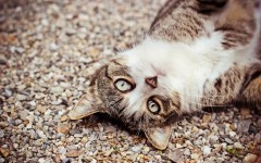 Desktop wallpaper. Cats. ID:50366