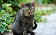 Desktop wallpaper. Cats. ID:50377