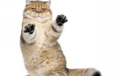 Desktop wallpaper. Cats. ID:50381