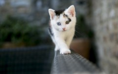 Desktop wallpaper. Cats. ID:50396