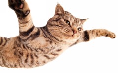 Desktop wallpaper. Cats. ID:50407