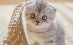 Desktop wallpaper. Cats. ID:50427