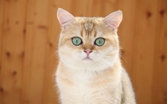 Desktop wallpaper. Cats. ID:50446