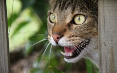 Desktop wallpaper. Cats. ID:50450