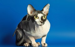 Desktop wallpaper. Cats. ID:50452