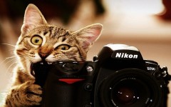 Desktop wallpaper. Cats. ID:50465
