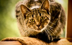 Desktop wallpaper. Cats. ID:50467