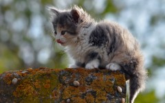 Desktop wallpaper. Cats. ID:50471