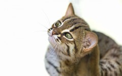 Desktop wallpaper. Cats. ID:50474