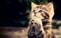 Desktop wallpaper. Cats. ID:50537