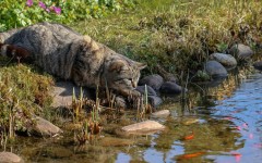 Desktop wallpaper. Cats. ID:50547