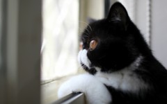 Desktop wallpaper. Cats. ID:50635
