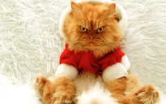 Desktop wallpaper. Cats. ID:50748