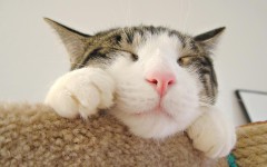 Desktop wallpaper. Cats. ID:50779