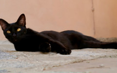 Desktop wallpaper. Cats. ID:50826