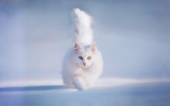 Desktop wallpaper. Cats. ID:50846