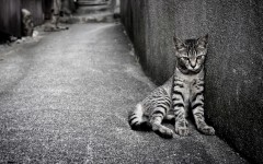 Desktop wallpaper. Cats. ID:50854