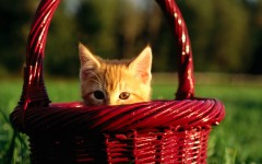 Desktop wallpaper. Cats. ID:50861
