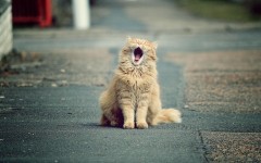 Desktop wallpaper. Cats. ID:51488