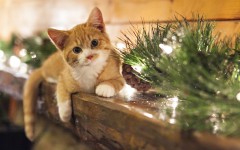 Desktop wallpaper. Cats. ID:51687