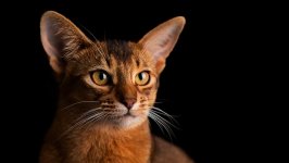 Desktop wallpaper. Cats. ID:95470