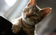 Desktop wallpaper. Cats. ID:51715