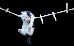 Desktop image. Cats. ID:51717