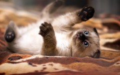 Desktop image. Cats. ID:51720