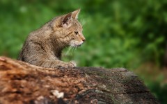 Desktop image. Cats. ID:51803