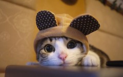Desktop image. Cats. ID:51903