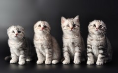 Desktop image. Cats. ID:51906