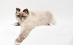 Desktop wallpaper. Cats. ID:51916
