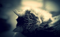 Desktop wallpaper. Cats. ID:51923