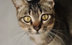 Desktop wallpaper. Cats. ID:51941