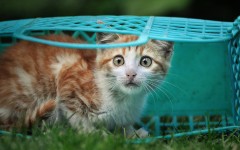 Desktop wallpaper. Cats. ID:52018