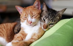 Desktop wallpaper. Cats. ID:52120