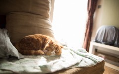 Desktop wallpaper. Cats. ID:52124