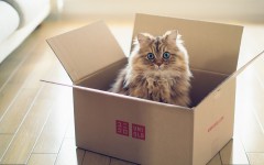 Desktop wallpaper. Cats. ID:52132