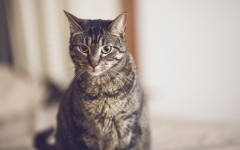 Desktop wallpaper. Cats. ID:52160