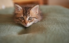Desktop wallpaper. Cats. ID:52184
