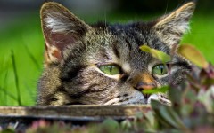 Desktop wallpaper. Cats. ID:52190