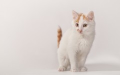 Desktop wallpaper. Cats. ID:52193