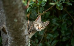 Desktop wallpaper. Cats. ID:52199